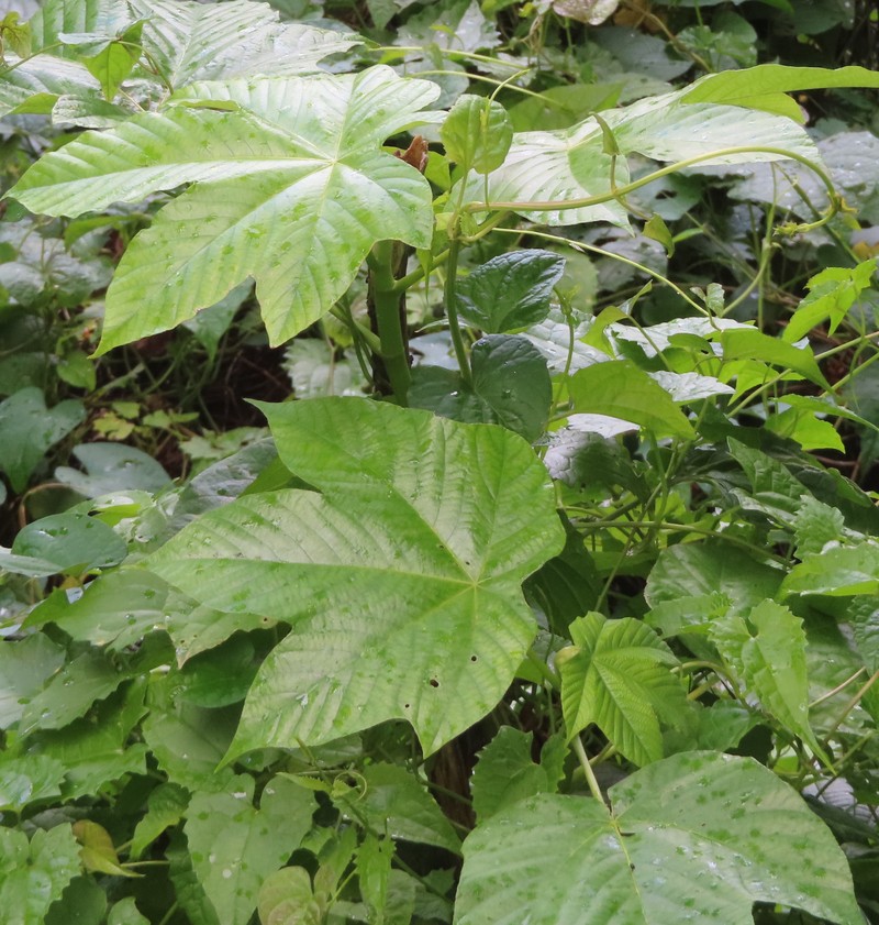 Cecropia schreberiana subsp. schreberiana