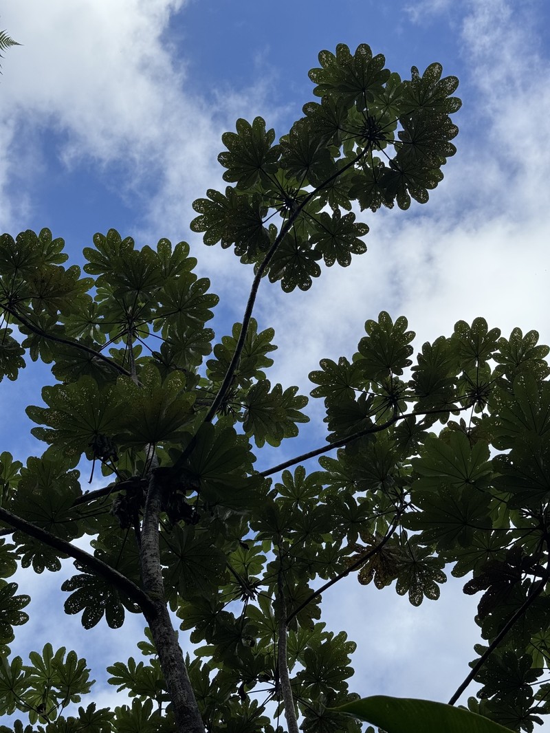 Cecropia schreberiana subsp. schreberiana photo 2