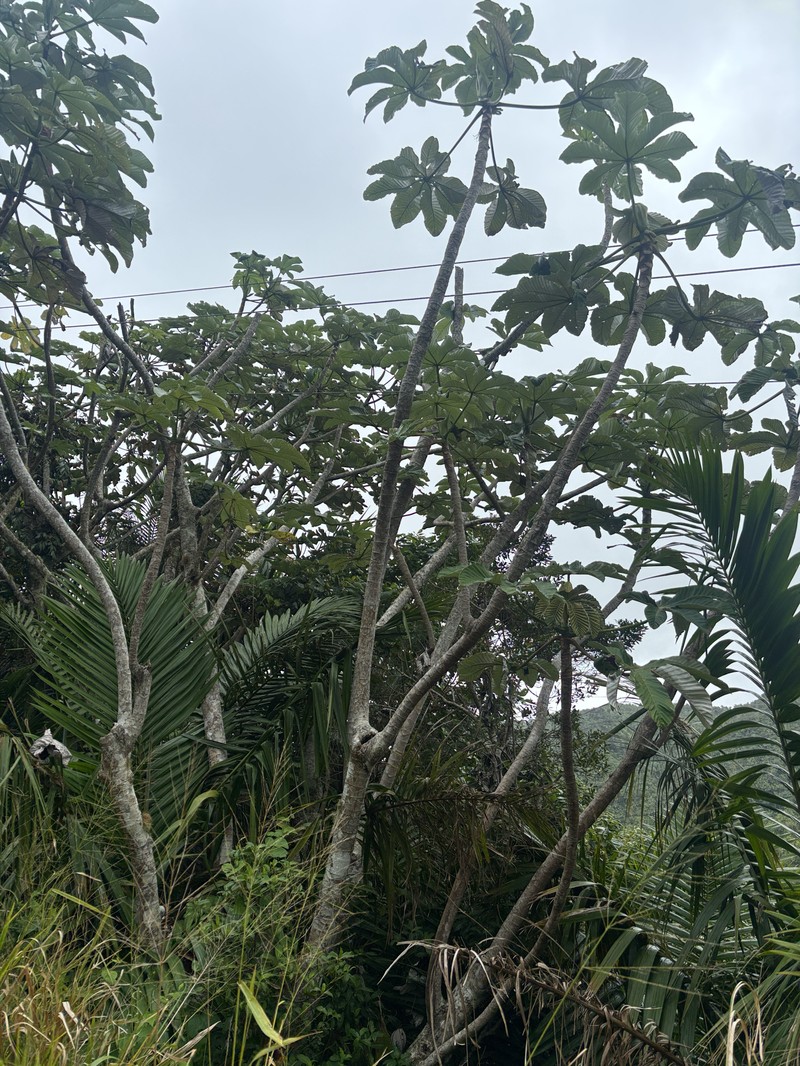 Cecropia schreberiana subsp. schreberiana photo 3