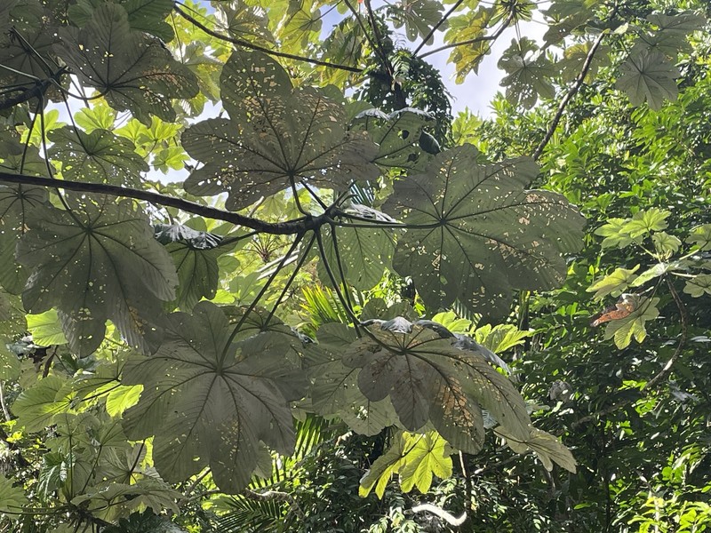 Cecropia schreberiana subsp. schreberiana photo 4