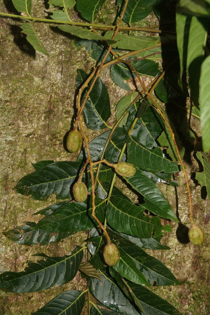 Cedrela domatifolia