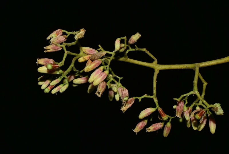 Cedrela domatifolia photo 2