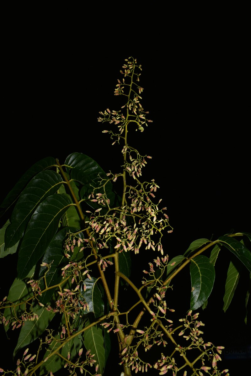 Cedrela domatifolia photo 3