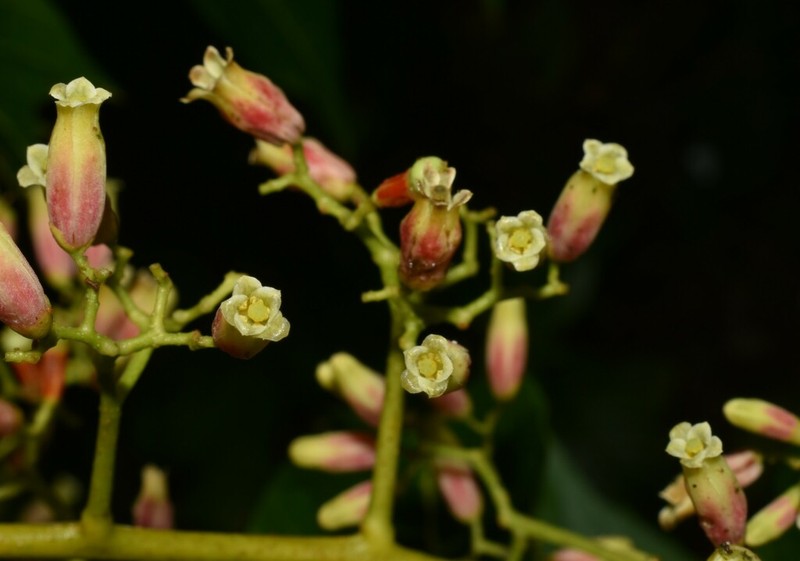 Cedrela domatifolia photo 4