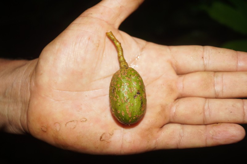 Cedrela domatifolia photo 5