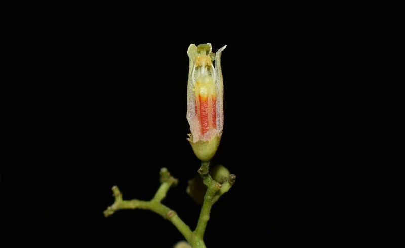 Cedrela domatifolia photo 6