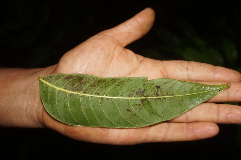Cedrela domatifolia photo 8