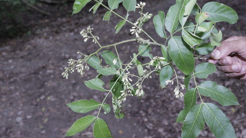 Cedrela gonzalopalominoi