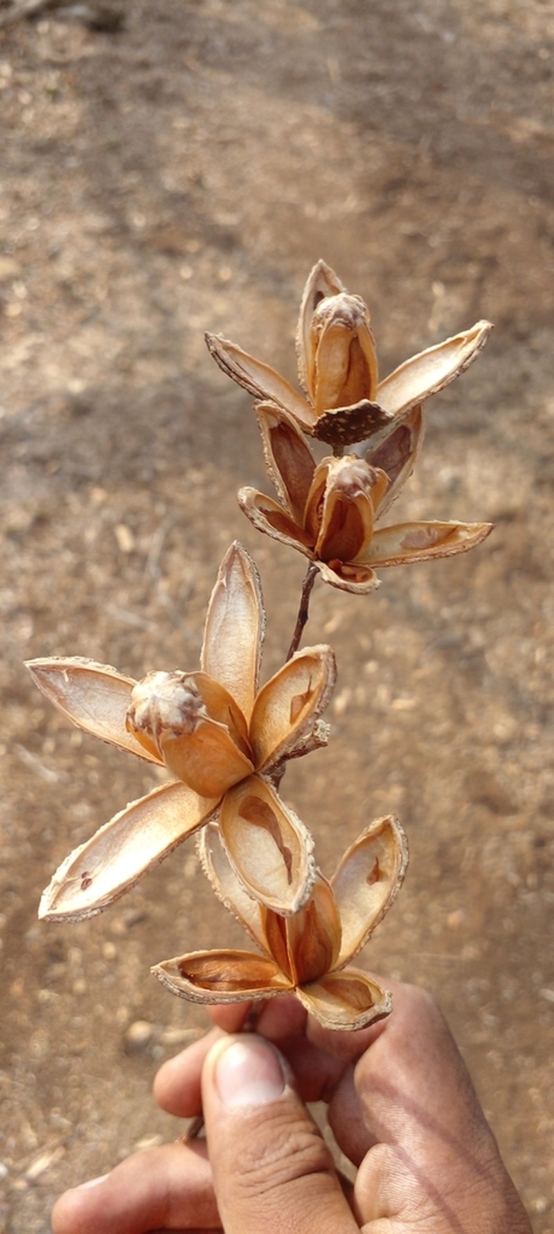 Spanish Cedar photo 2