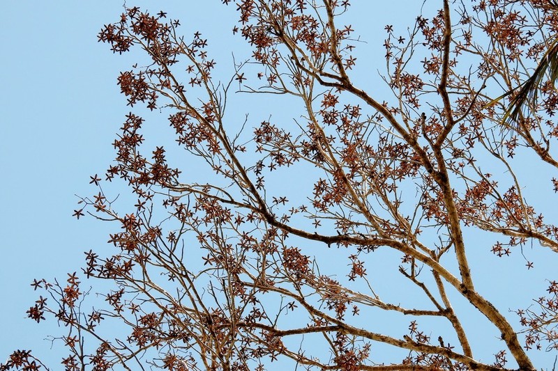 Spanish Cedar photo 3