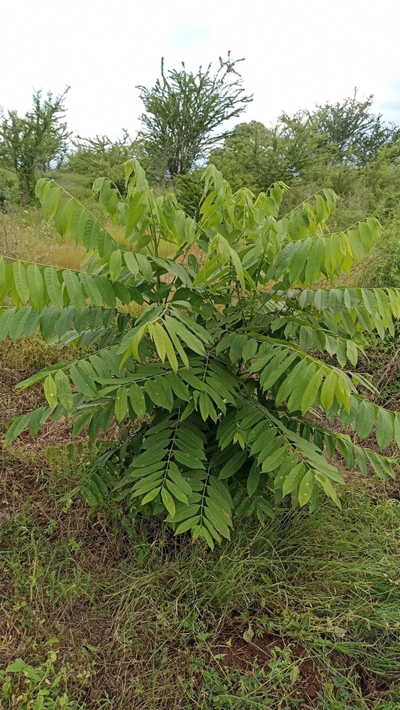 Spanish Cedar photo 4