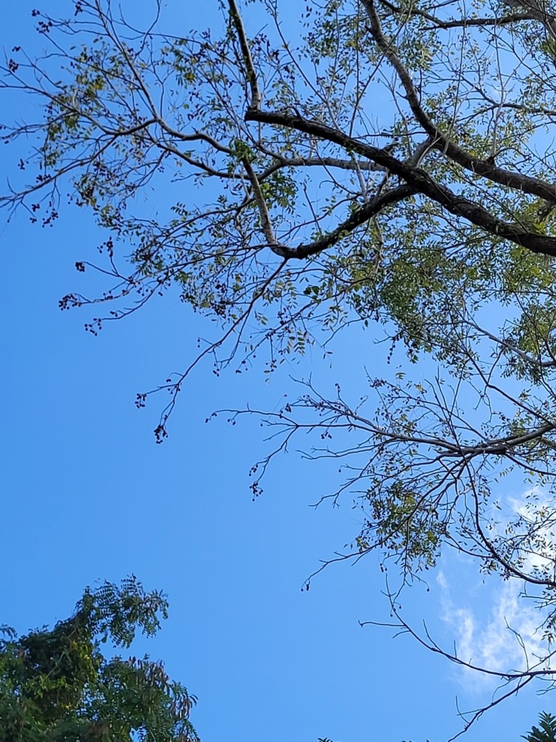 Spanish Cedar photo 6