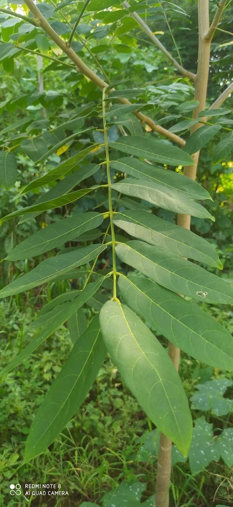 Spanish Cedar photo 7