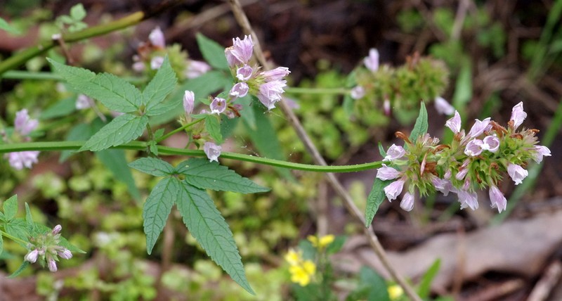 Herb Of Gilead photo 4