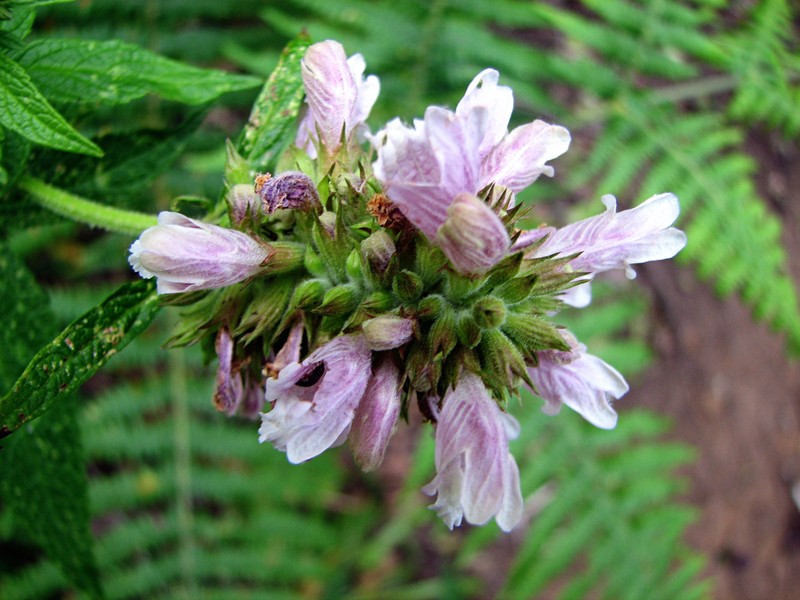 Herb Of Gilead photo 2