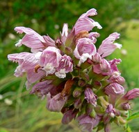 Herb Of Gilead