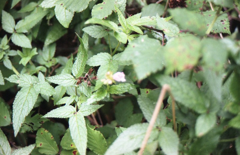 Herb Of Gilead photo 3