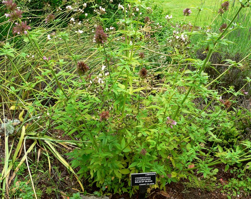Herb Of Gilead photo 5