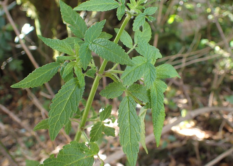 Herb Of Gilead photo 6
