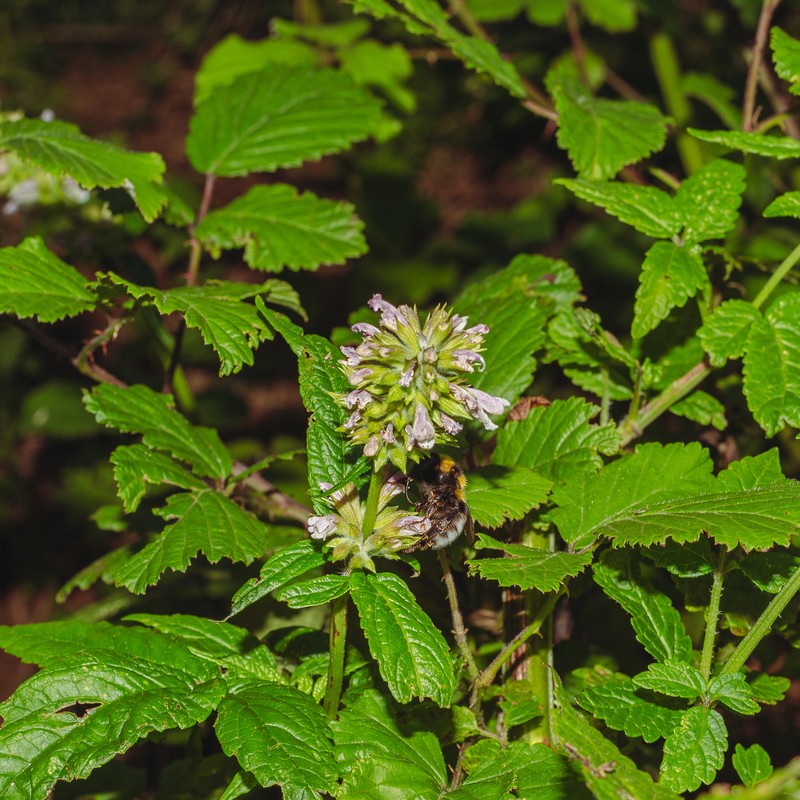 Herb Of Gilead photo 7