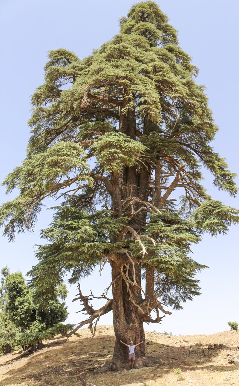 Cedrus libani