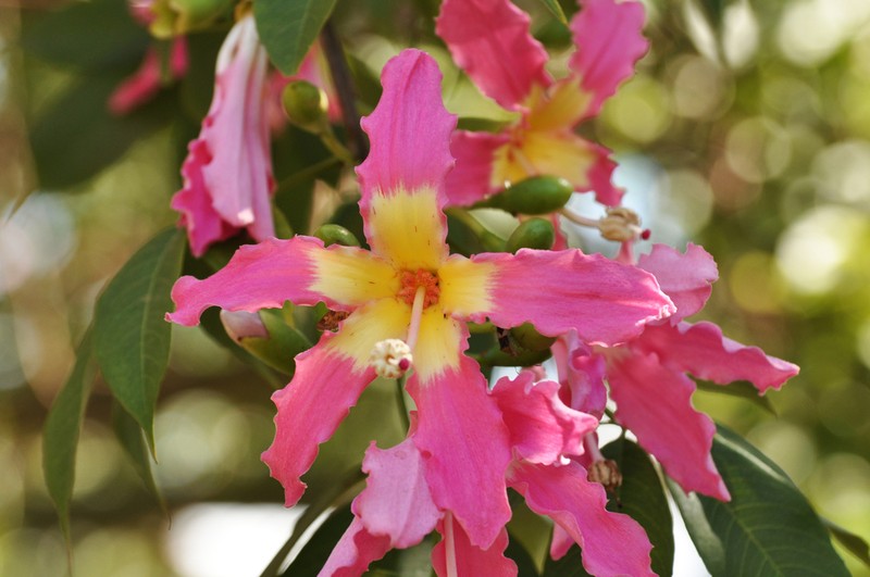 Ceiba camba