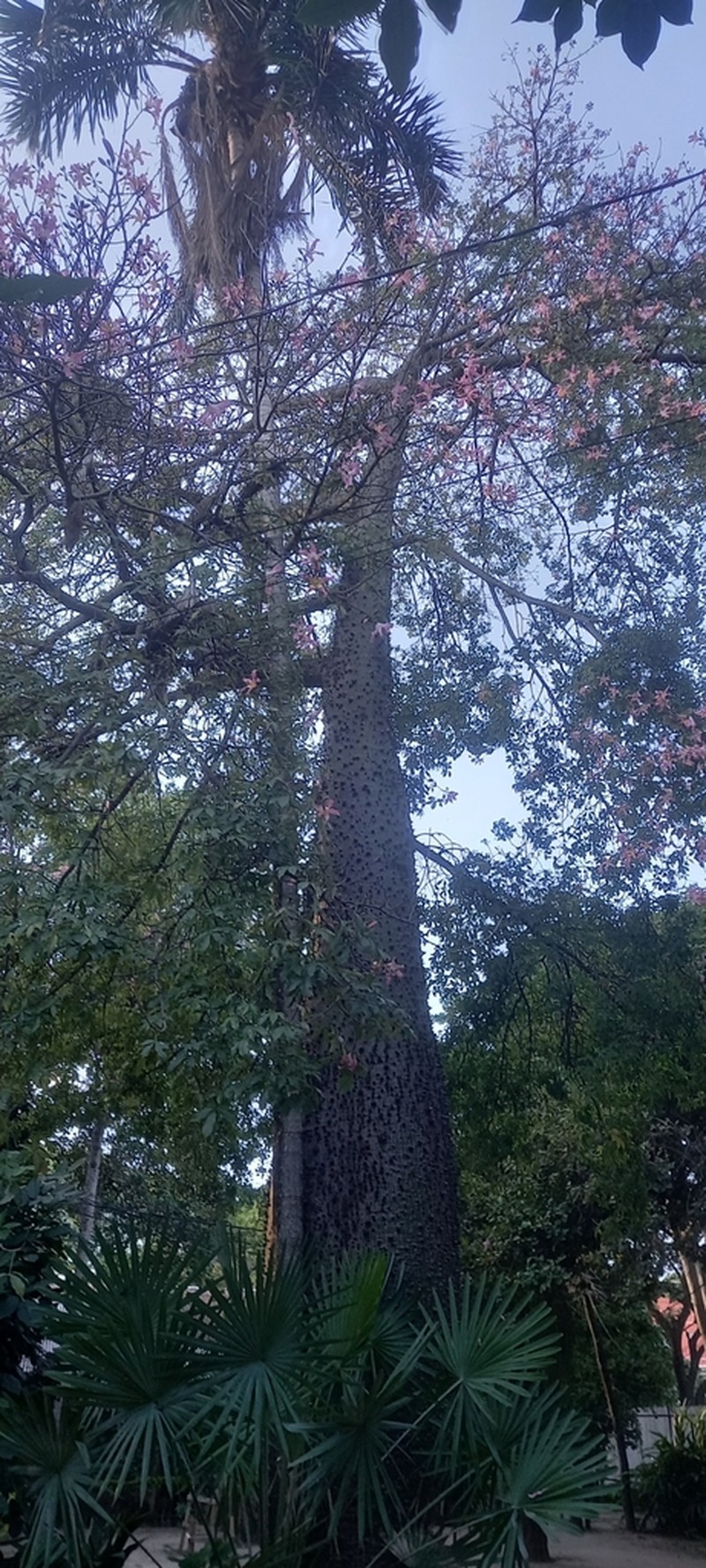 Ceiba camba photo 2