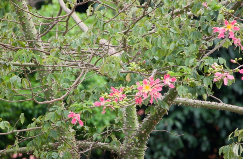 Ceiba camba photo 3