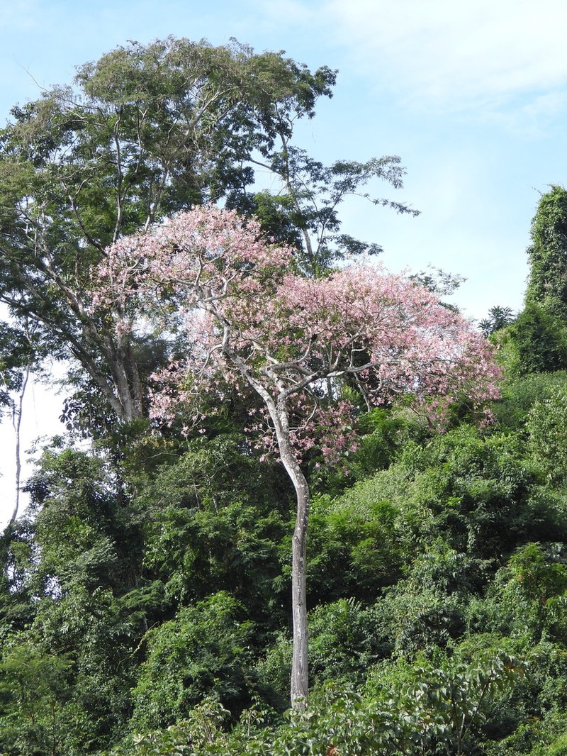 Ceiba camba photo 4