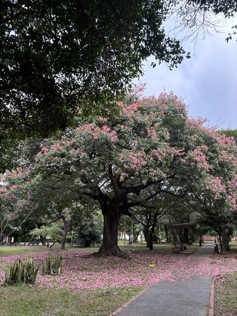 Ceiba camba photo 5