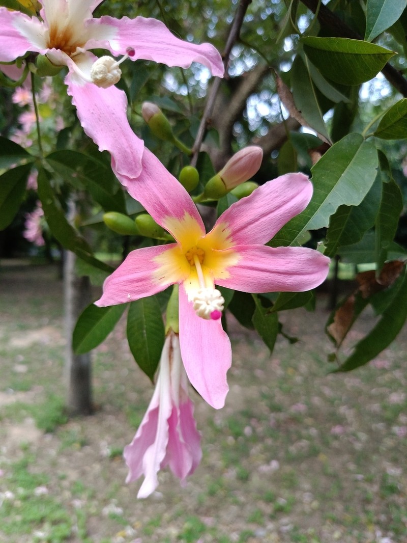 Ceiba camba photo 6