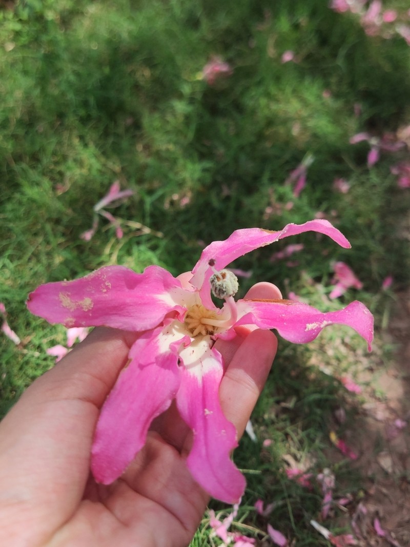 Ceiba camba photo 7