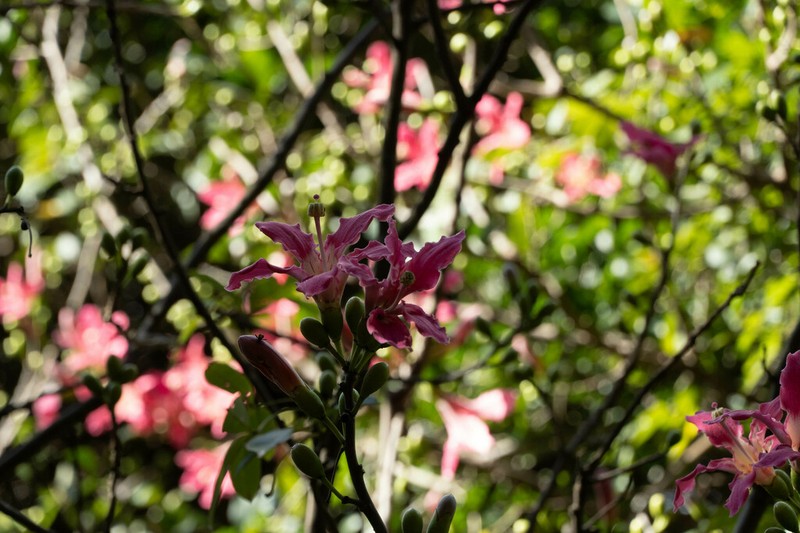 Ceiba camba photo 8
