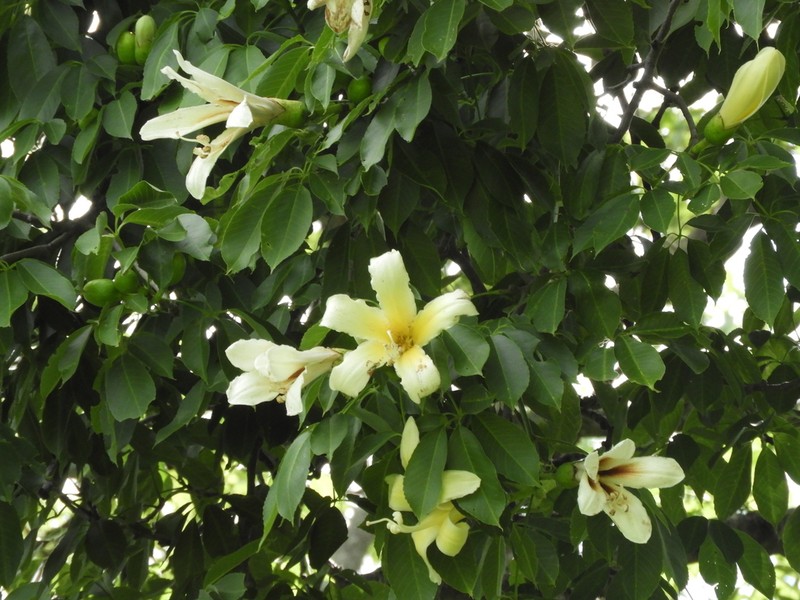 Ceiba guarani
