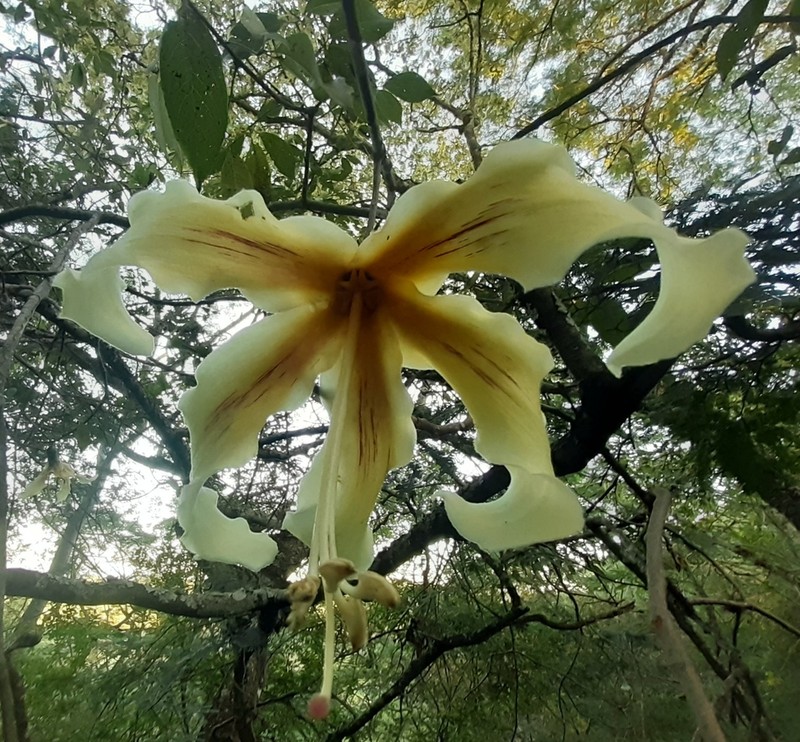Ceiba guarani photo 2