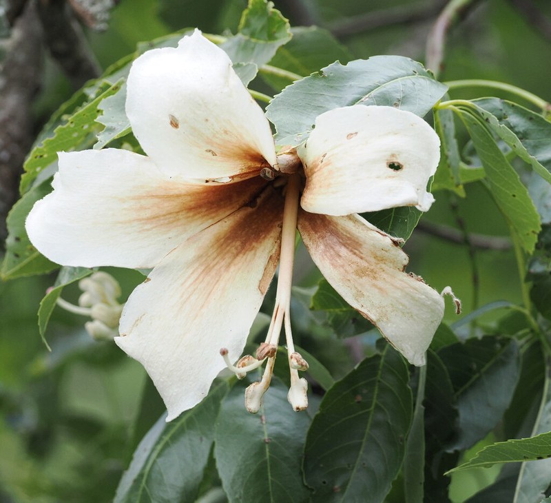 Ceiba guarani photo 3