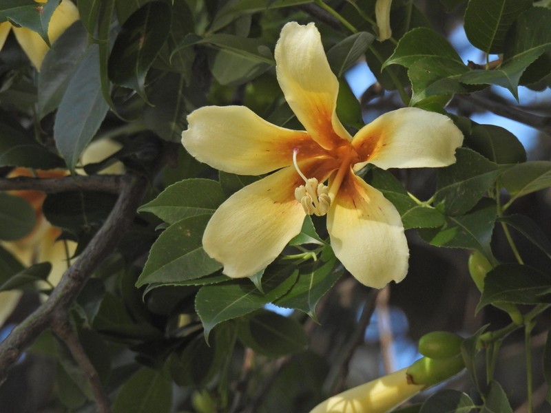 Ceiba guarani photo 4