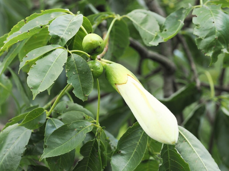 Ceiba guarani photo 5