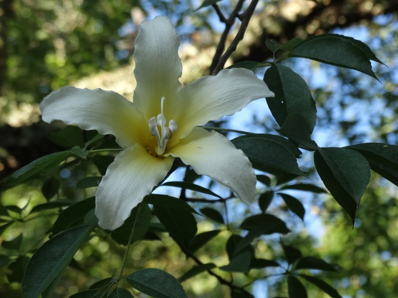 Ceiba guarani photo 6