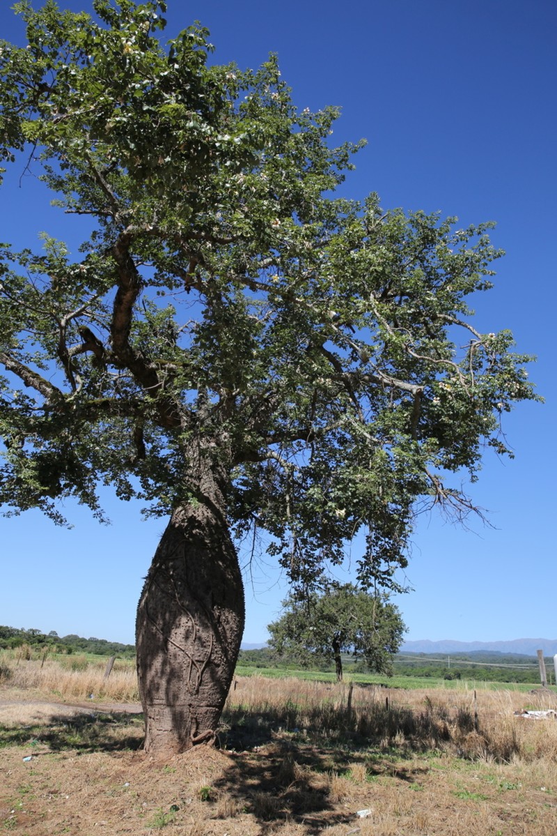 Ceiba guarani photo 7