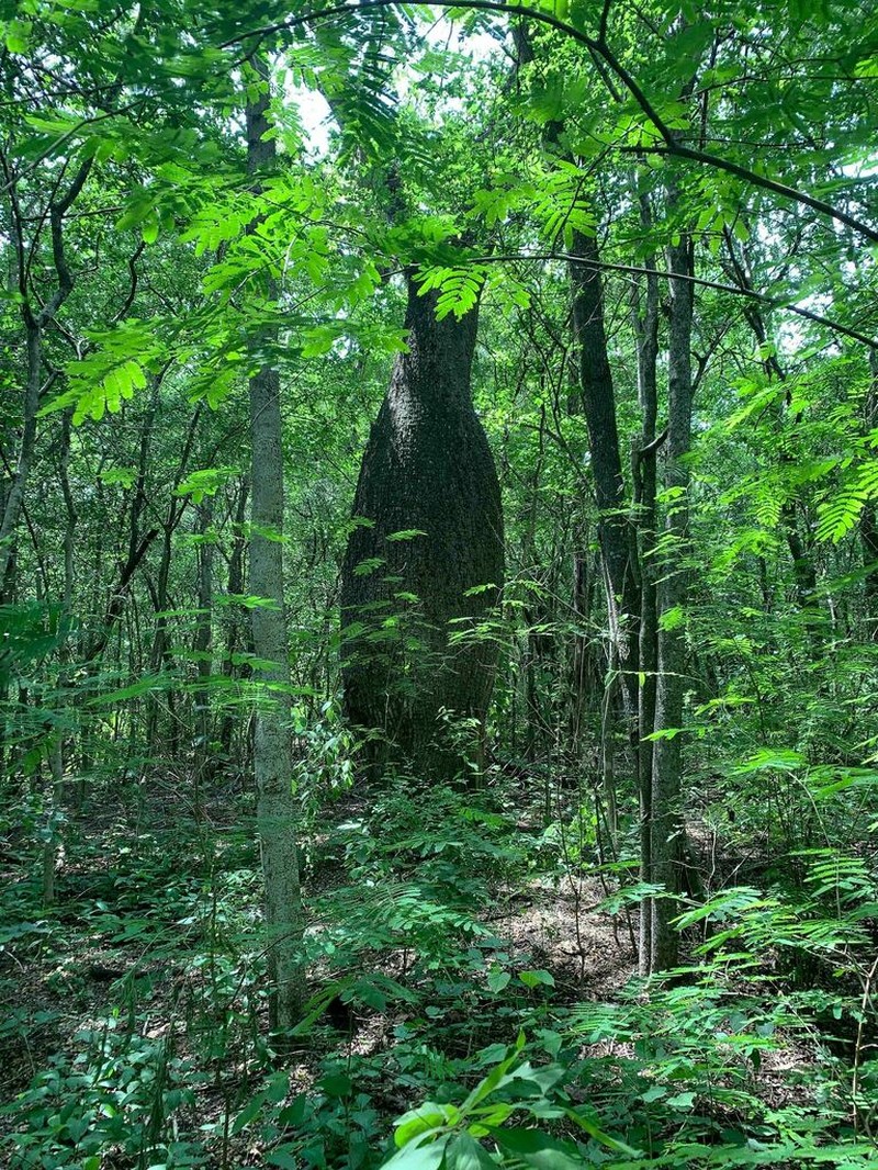 Ceiba guarani photo 8