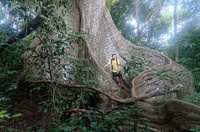 Kapoktree