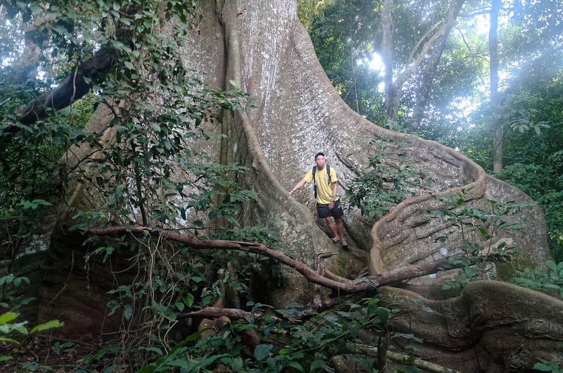 Kapoktree