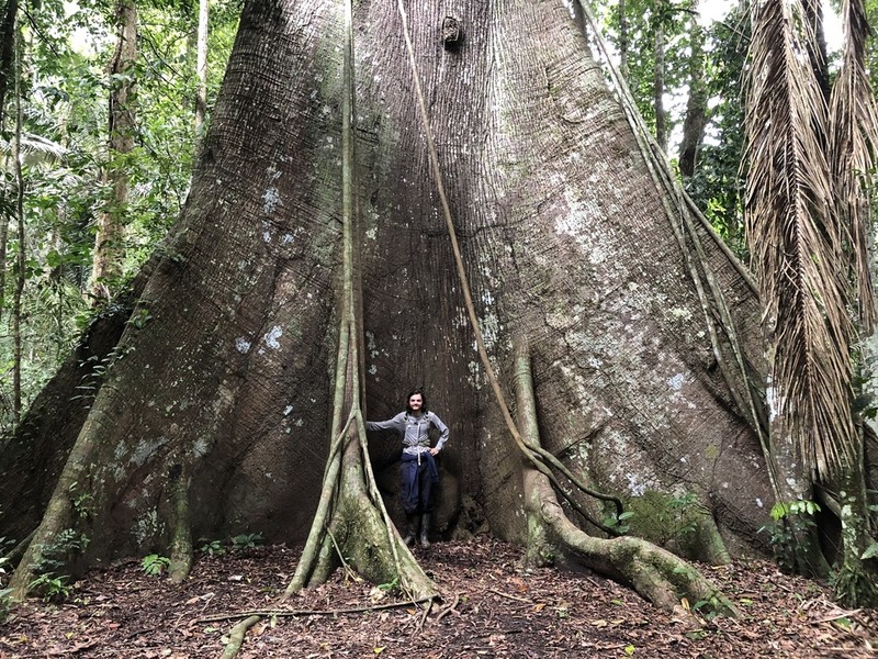 Kapoktree photo 2