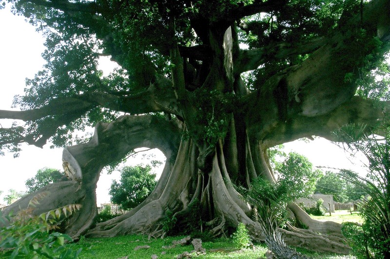 Kapoktree photo 3