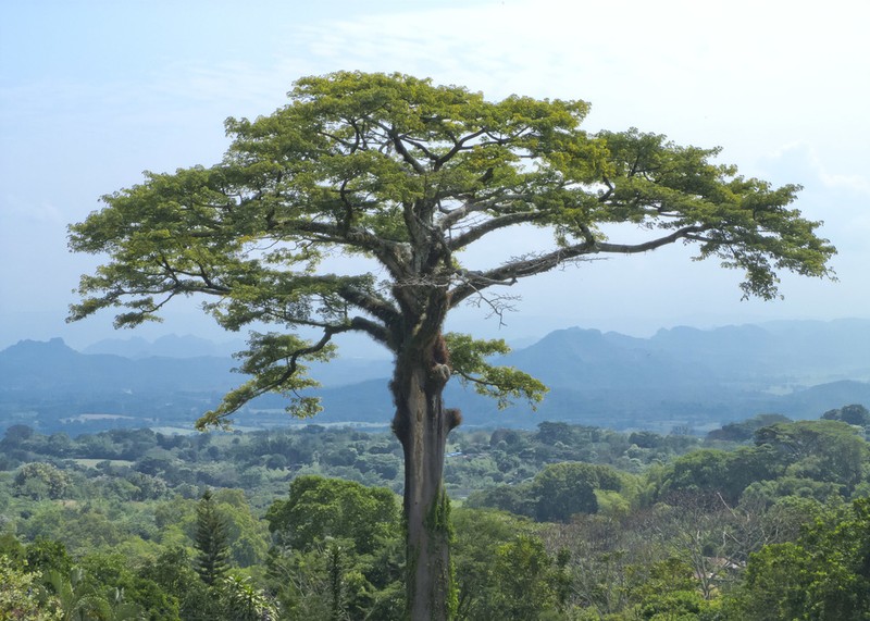 Kapoktree photo 4