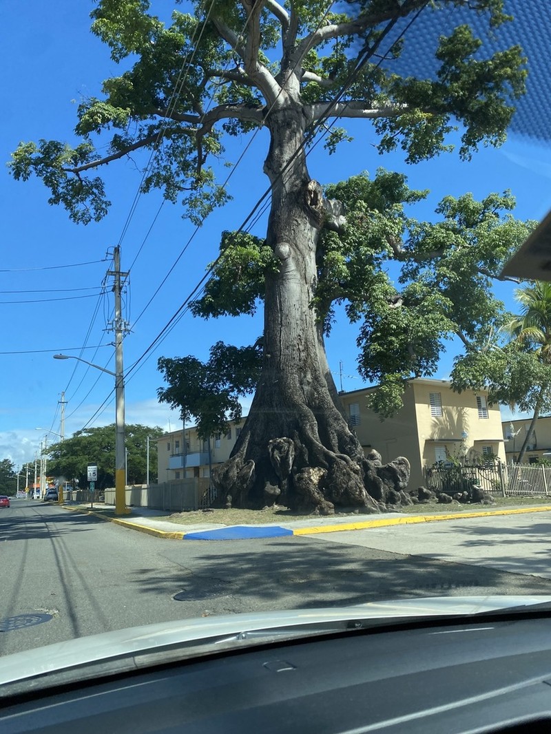 Kapoktree photo 5