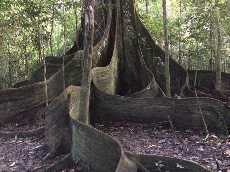Kapoktree photo 6