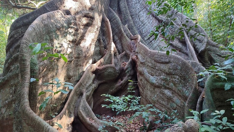 Kapoktree photo 8
