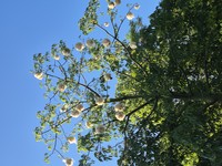 Silk-Floss Tree